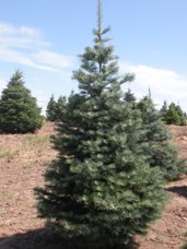 Concolor Fir